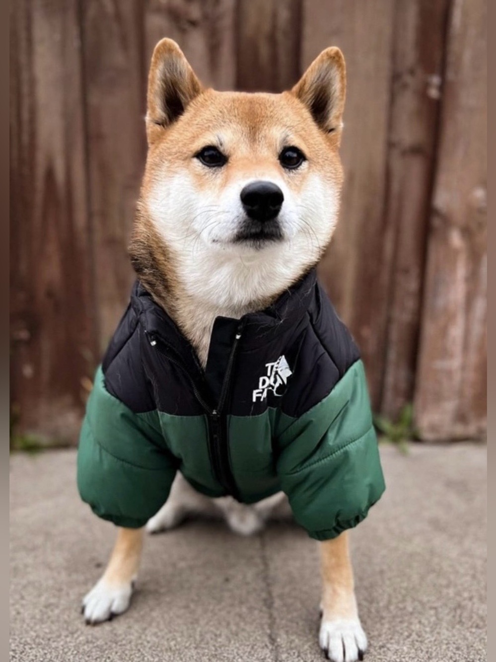 Dog Clothes